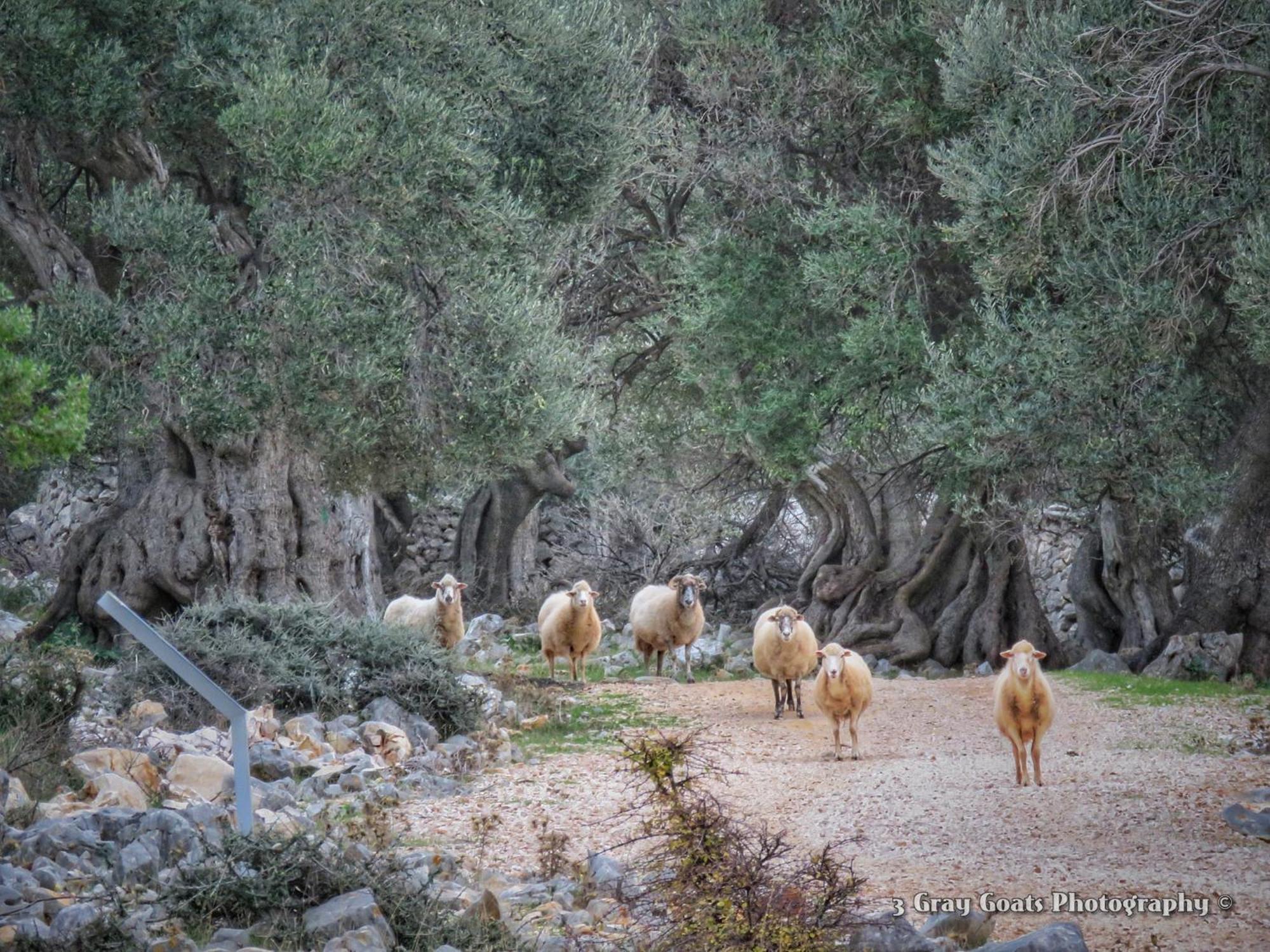 Luxury Mobile Moonwalk Terra Park Spiritos, Pag Island , Kolan, Novalja * Kolan